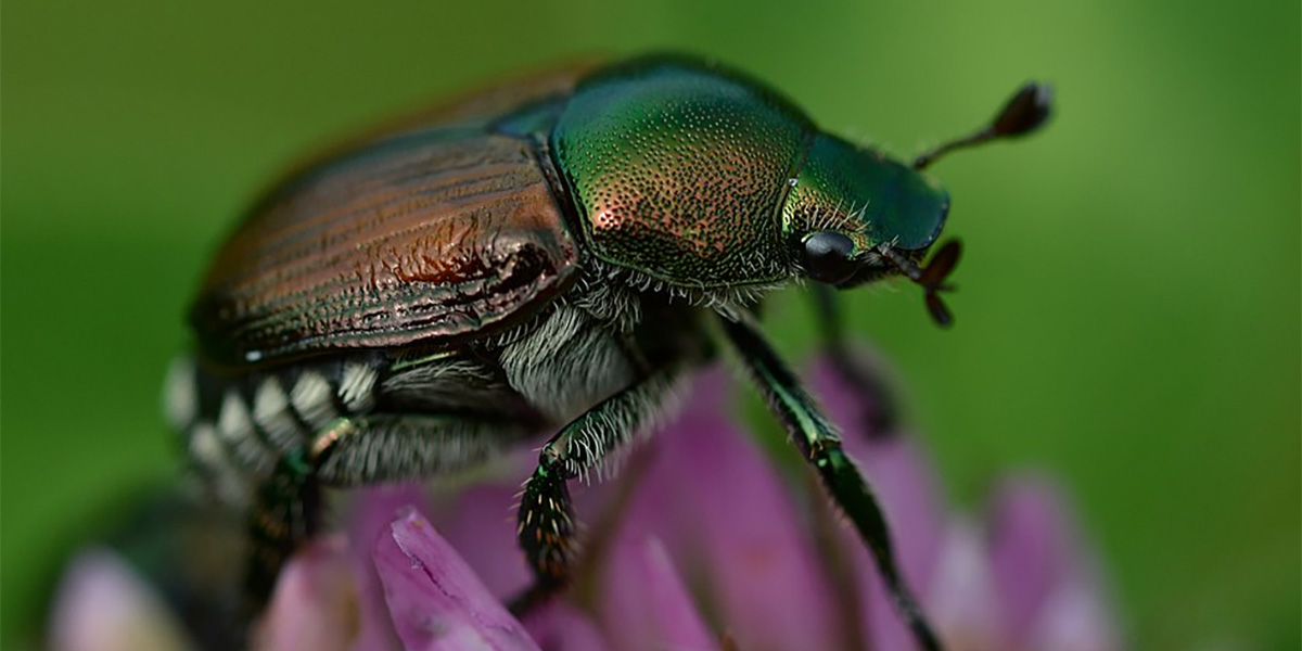 Popillia Japonica, nuovo allarme: primo avvistamento in Veneto